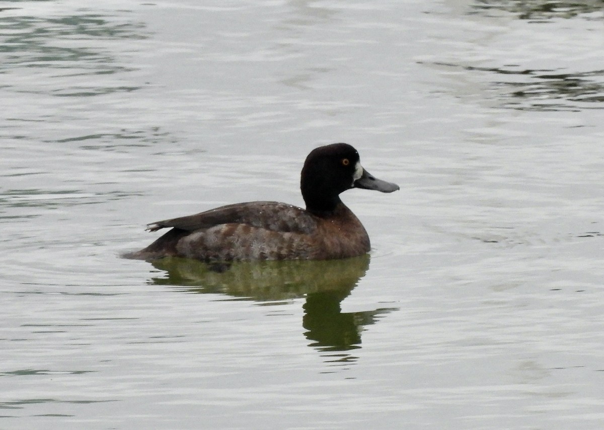 Lesser Scaup - ML518594681