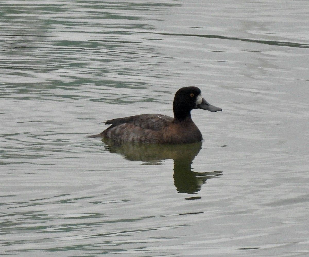 Lesser Scaup - ML518594691