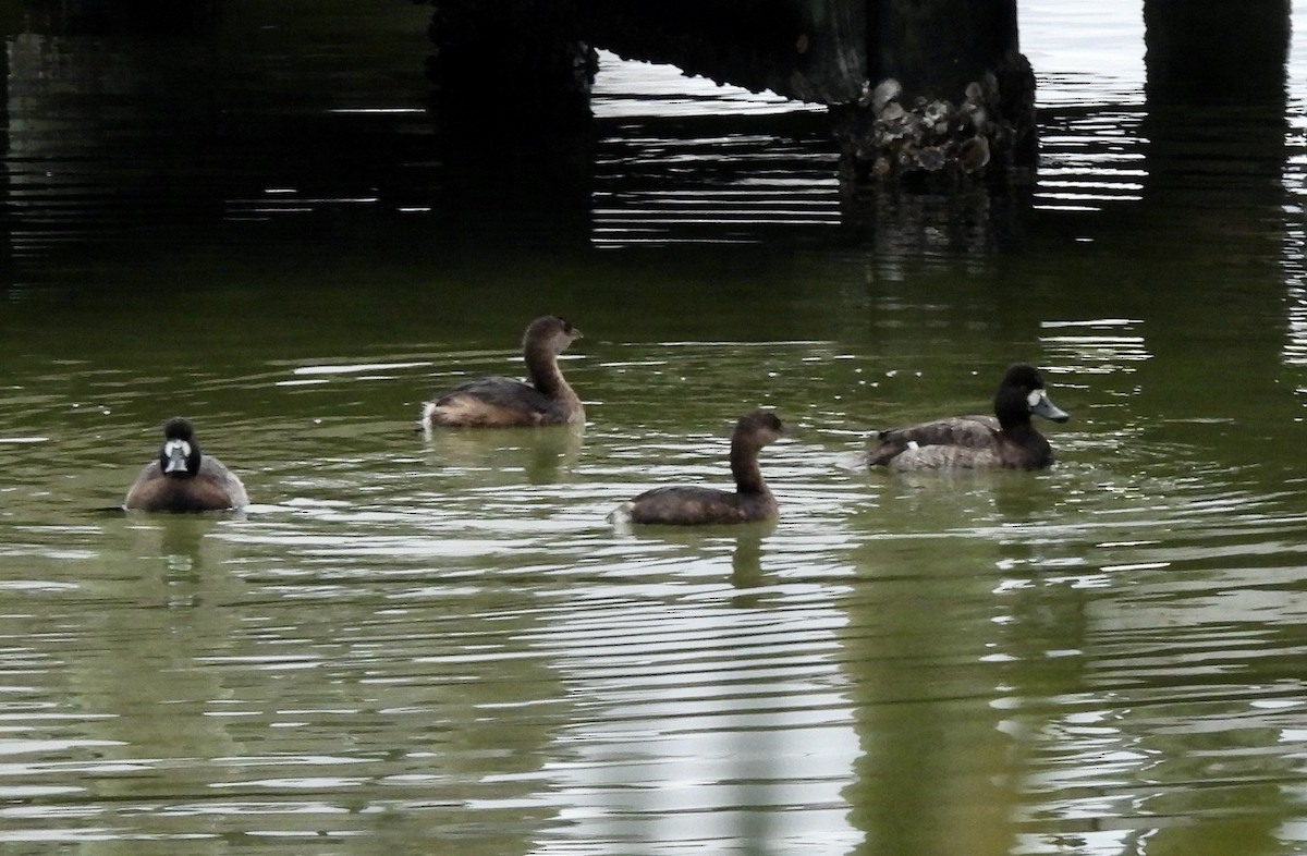 Lesser Scaup - ML518595131