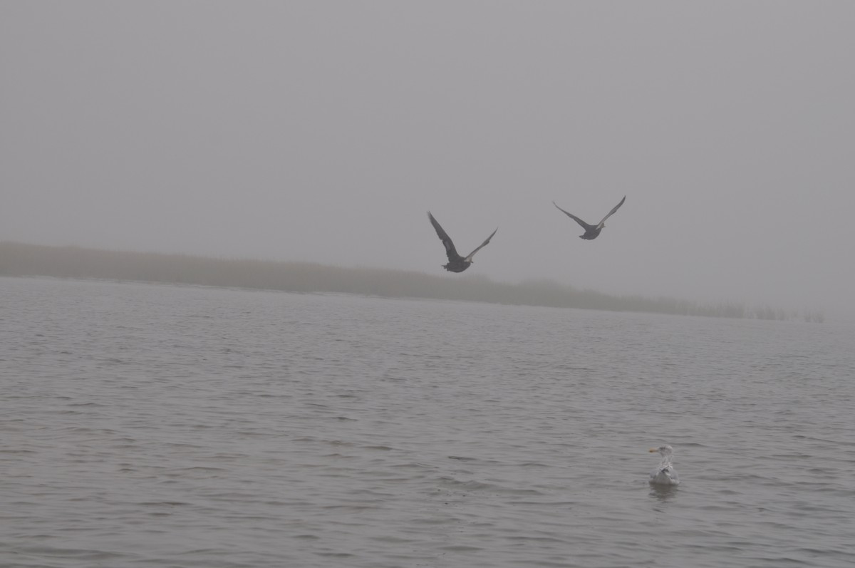 American Black Duck - ML518595561