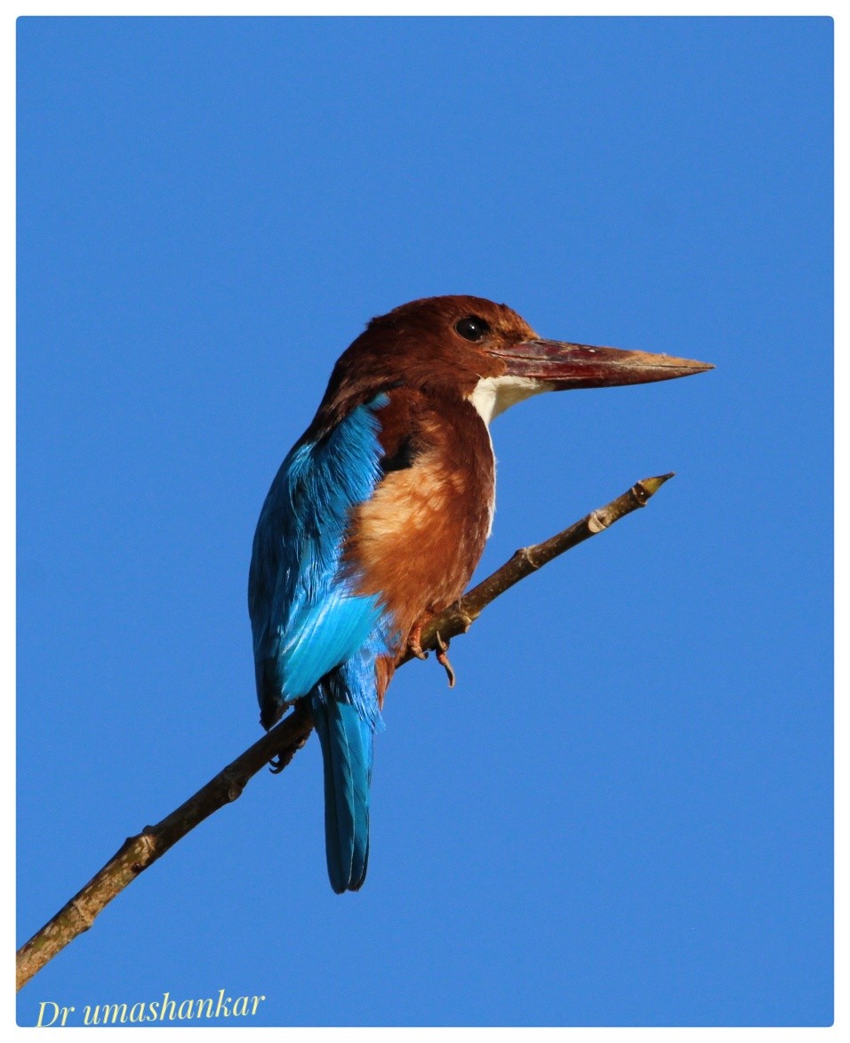 White-throated Kingfisher - ML518595671