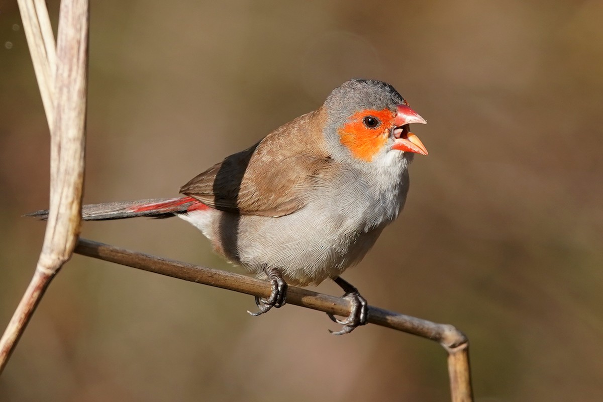 Orange-cheeked Waxbill - Zeno Taylord-Hawk