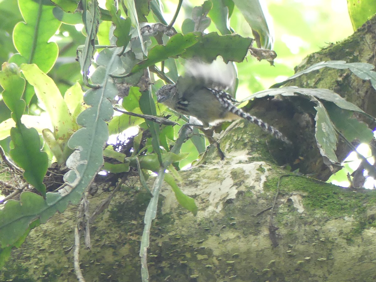 Batará Goteado - ML518597171