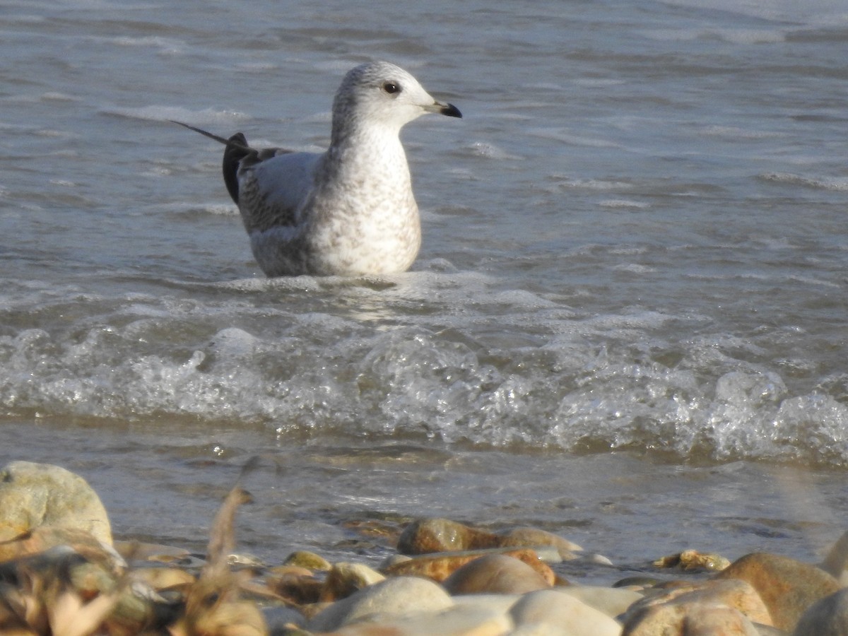 Common Gull - ML518597221