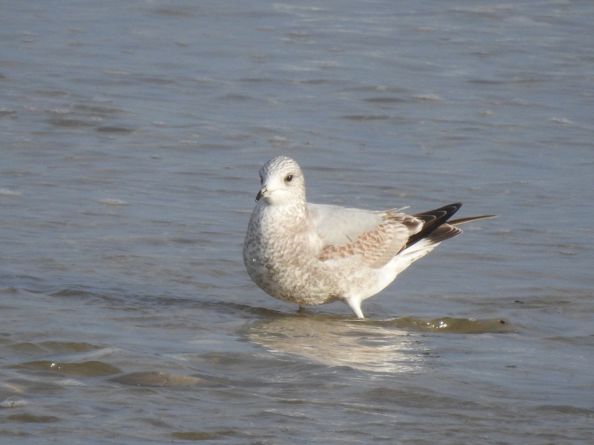 Common Gull - ML518597401