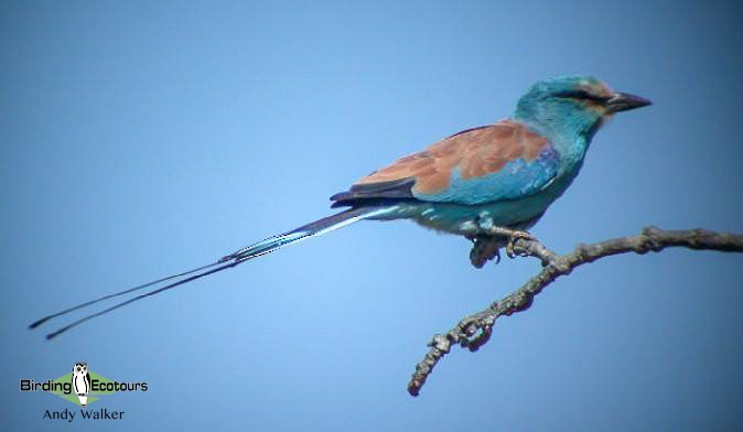 Abyssinian Roller - Andy Walker - Birding Ecotours