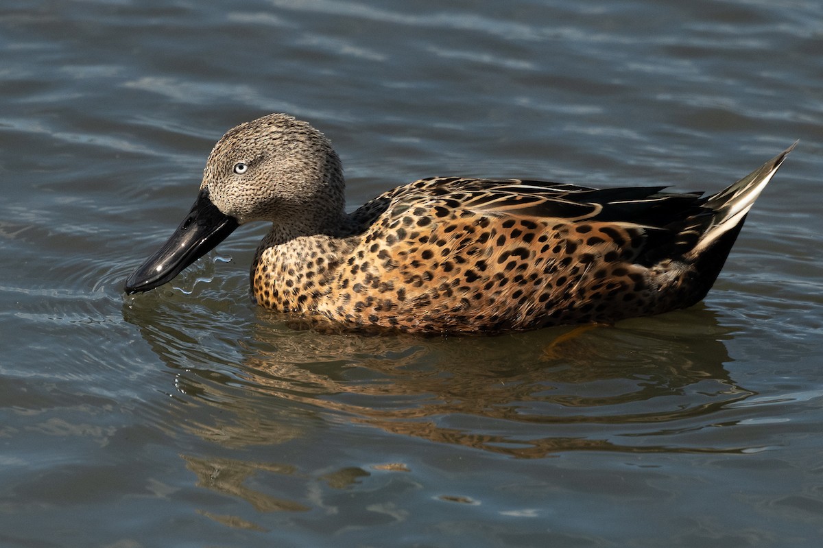 Red Shoveler - ML518597661