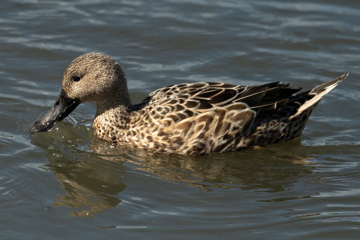 Red Shoveler - ML518597681