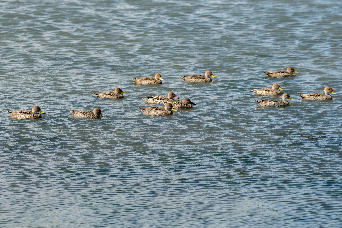 Yellow-billed Pintail (South American) - ML518597751