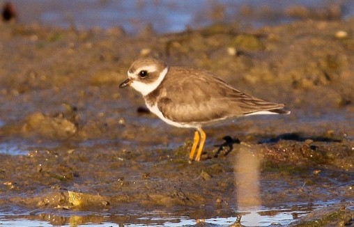 Semipalmated Plover - ML518597781