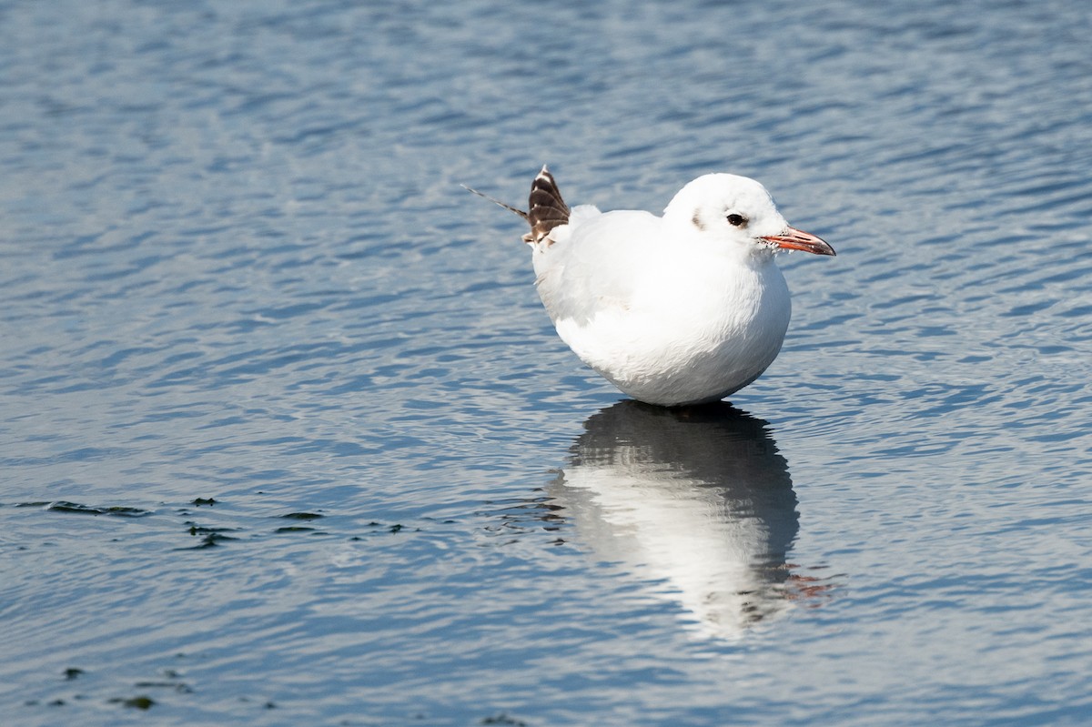 Brown-hooded Gull - ML518597831