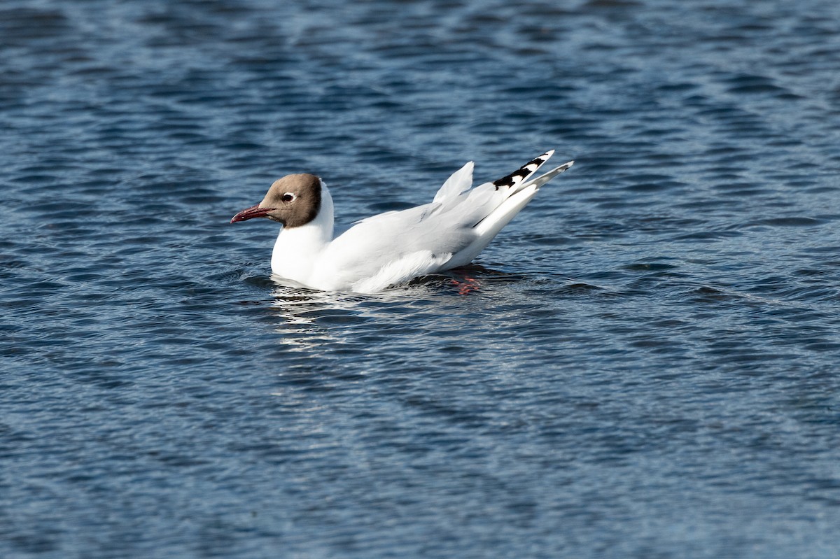 Brown-hooded Gull - ML518597841