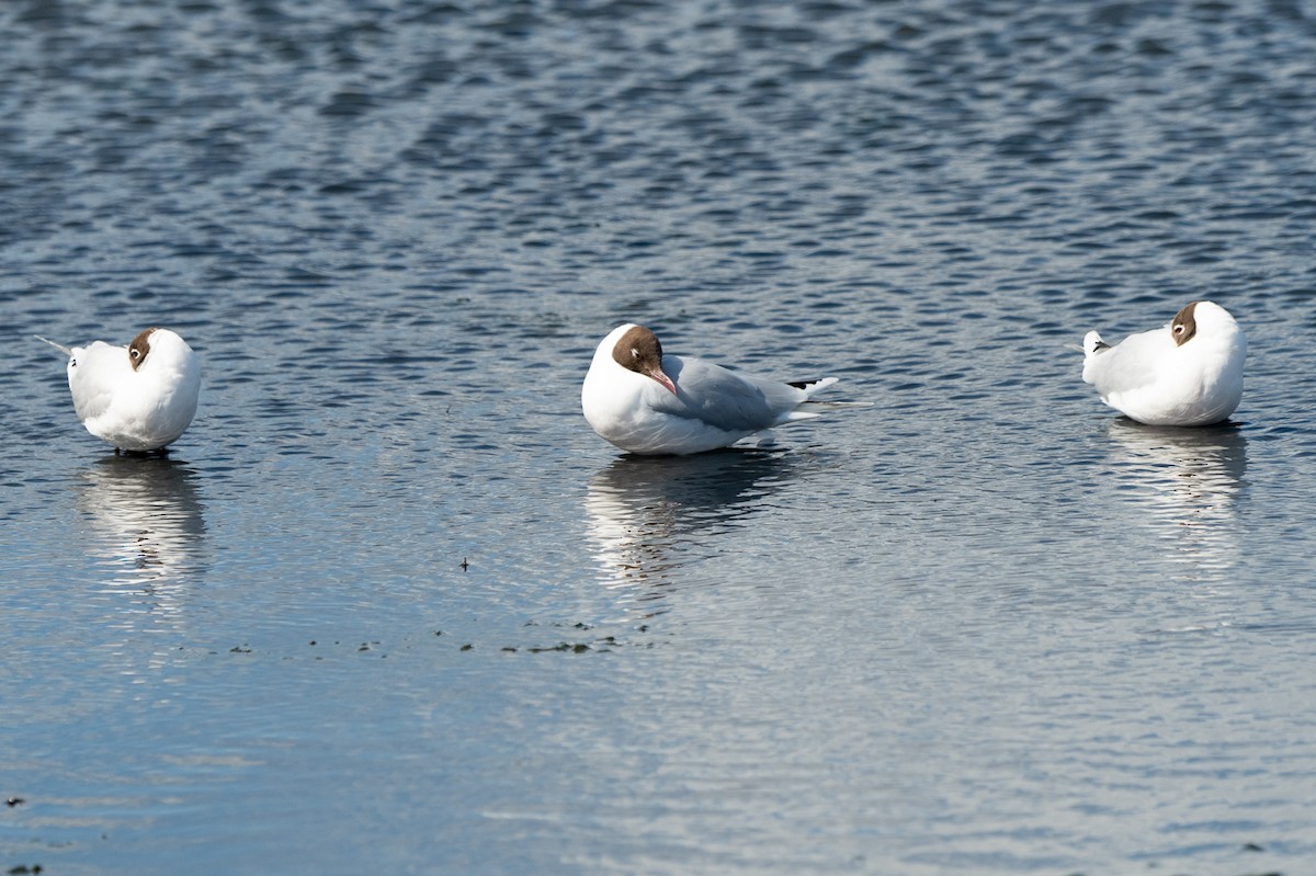 Brown-hooded Gull - ML518597851