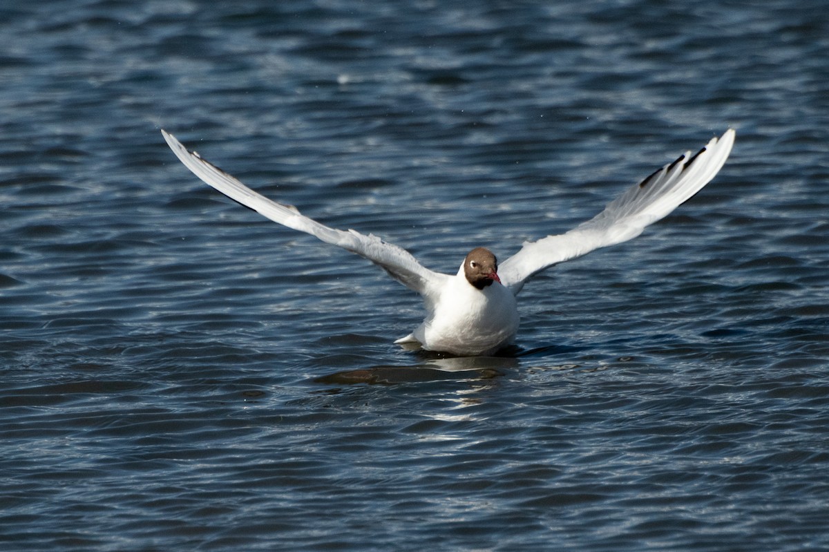 Brown-hooded Gull - ML518597861