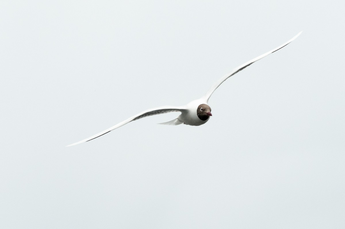 Brown-hooded Gull - ML518597871