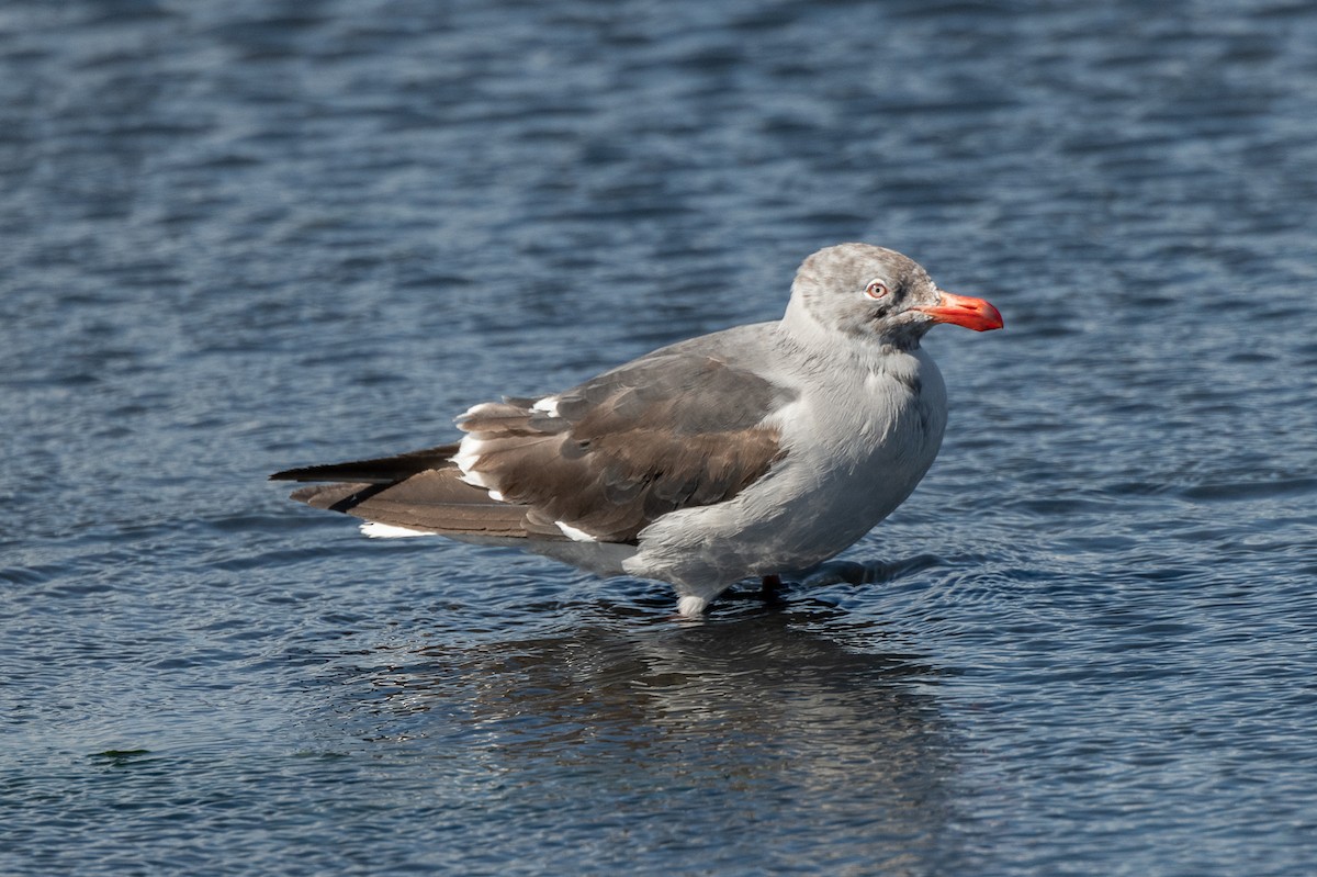 Dolphin Gull - ML518598011