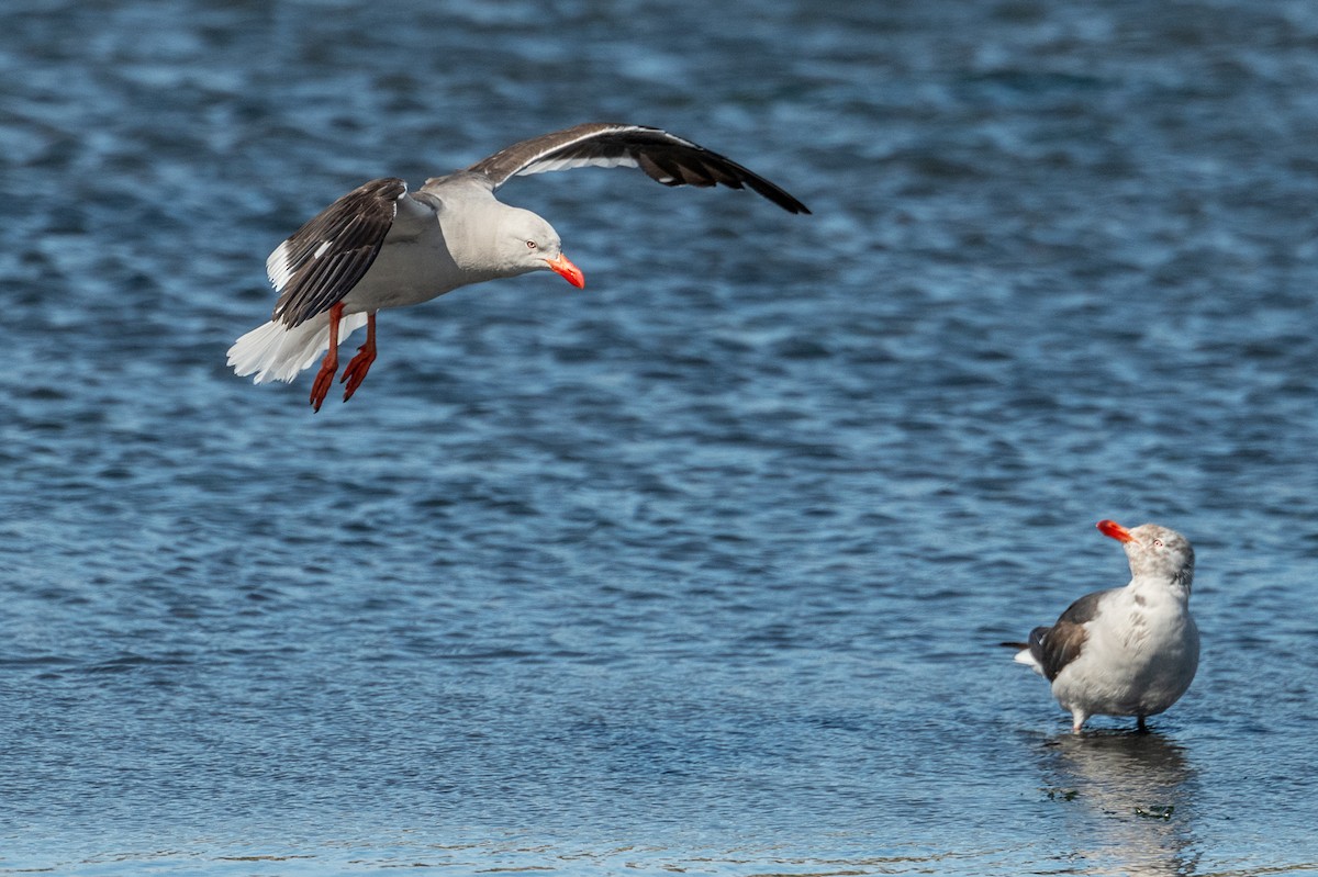 Dolphin Gull - ML518598021