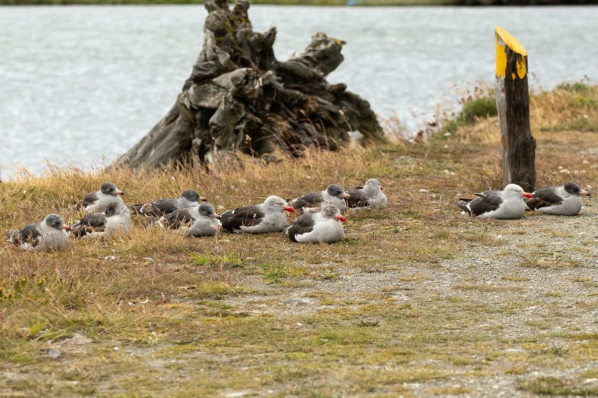 racek magellanský - ML518598031