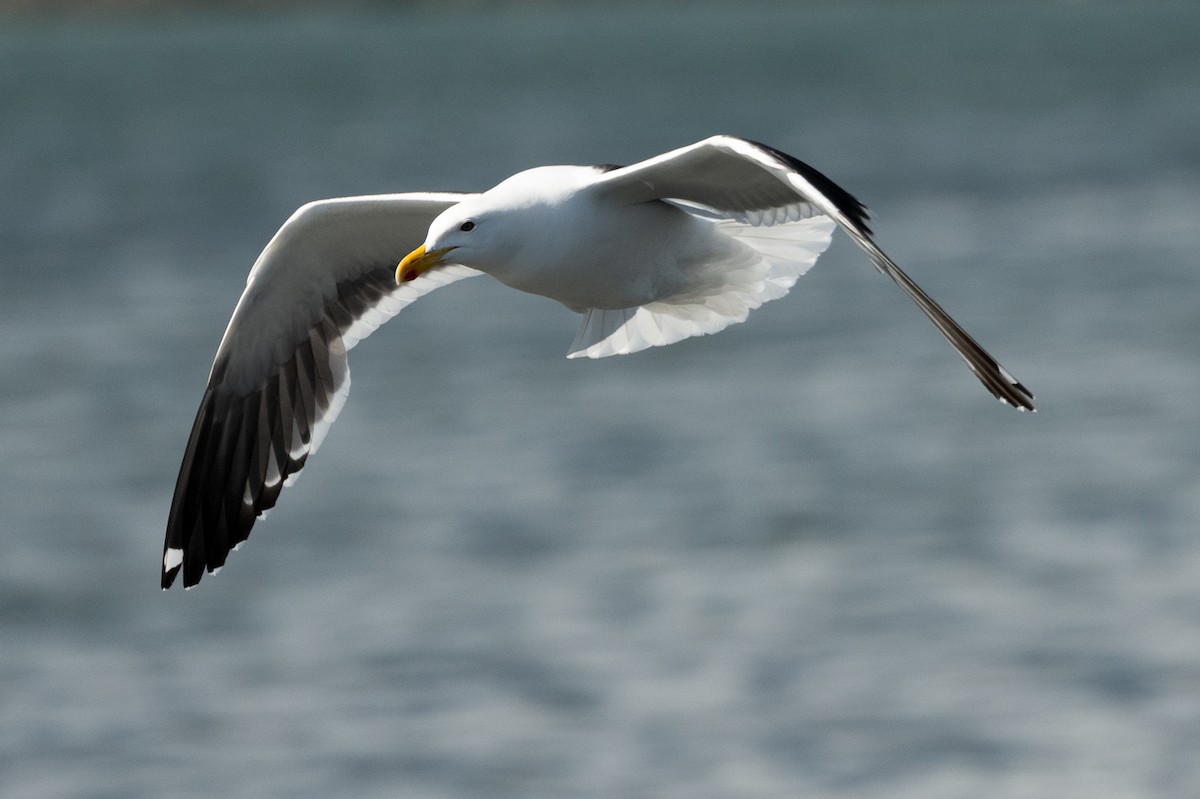Kelp Gull - ML518598091