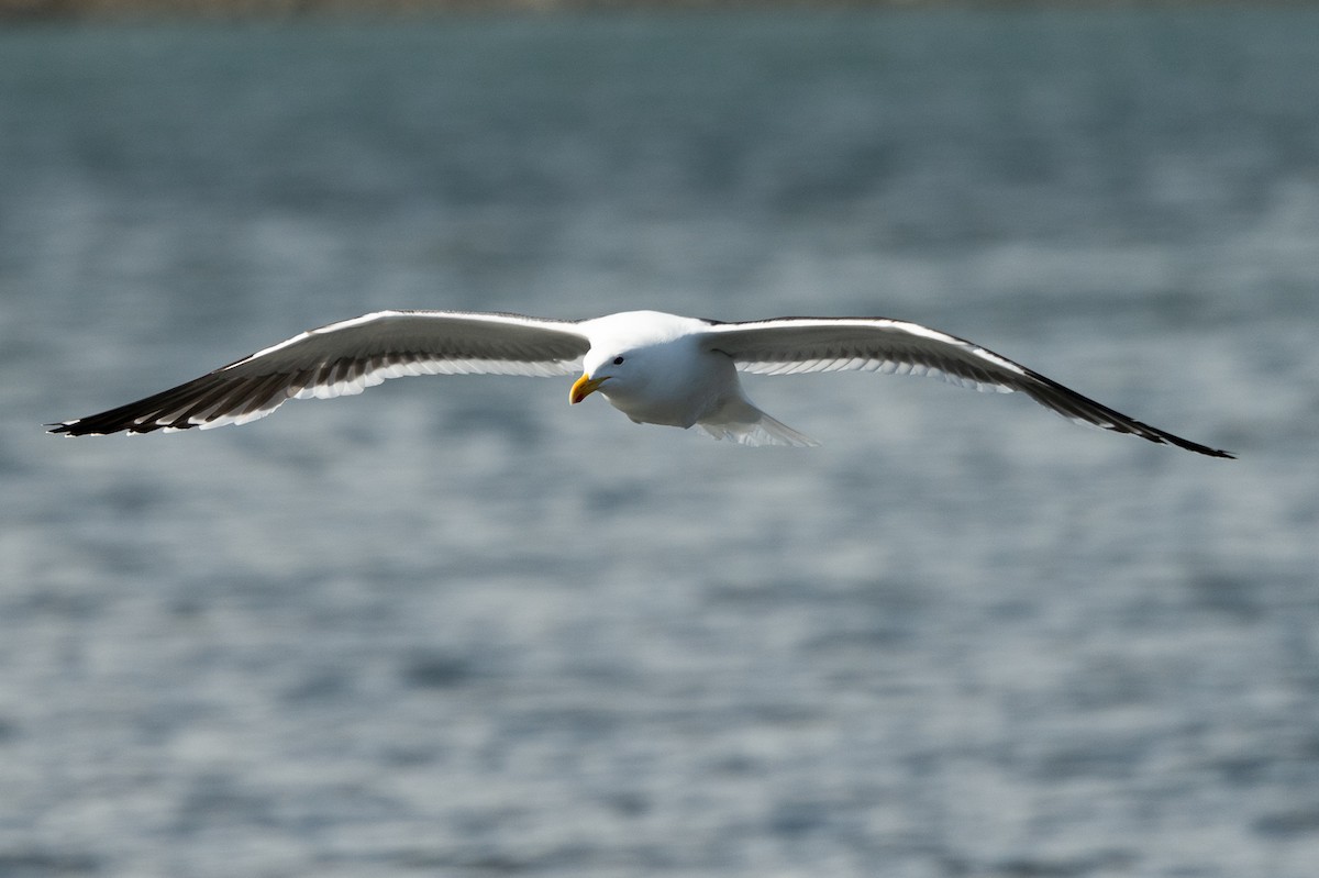 Kelp Gull - ML518598101