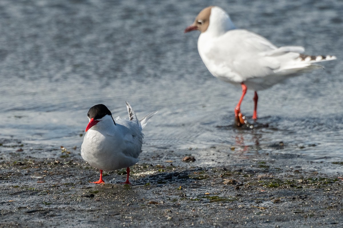 South American Tern - ML518598191