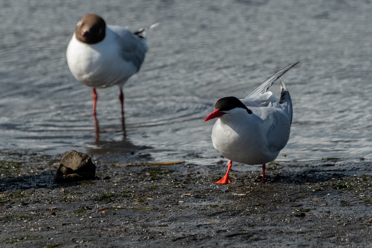 South American Tern - ML518598201