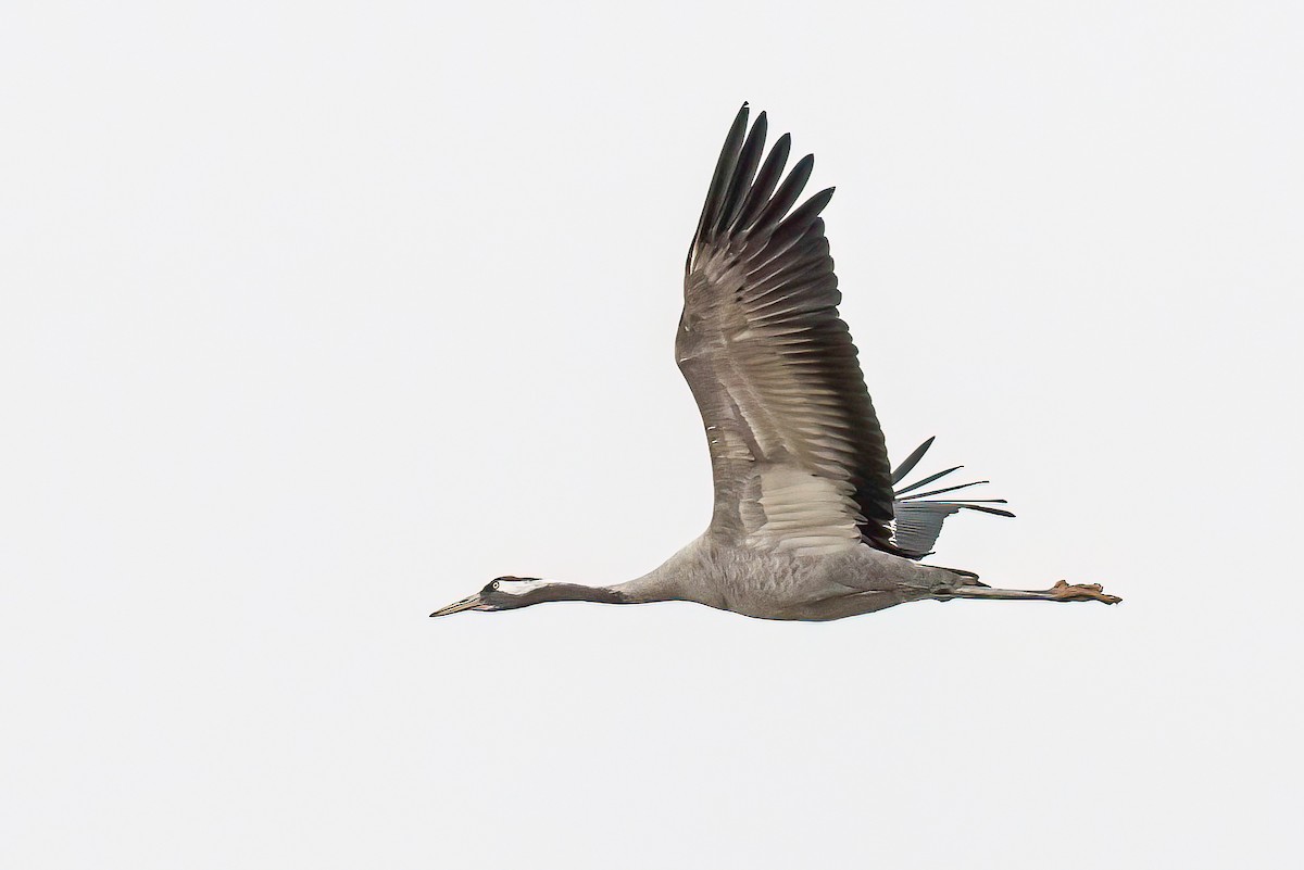 Common Crane - Manuel Fernandez-Bermejo