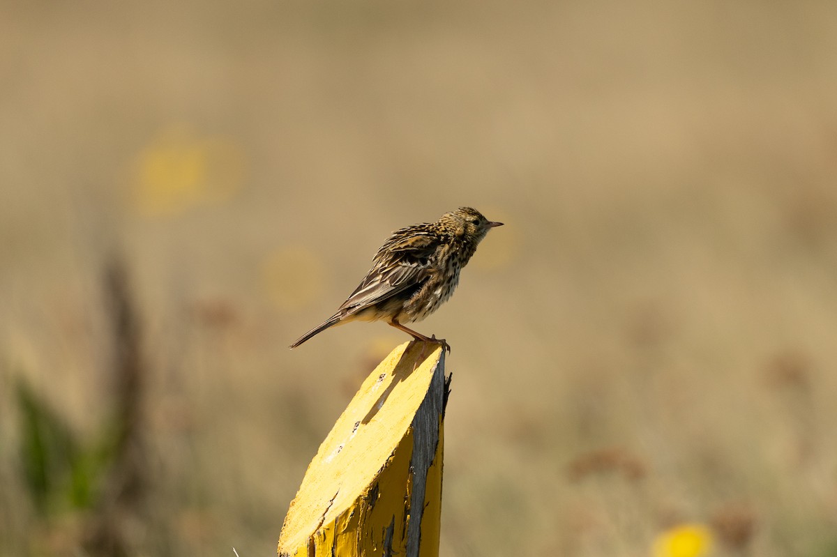Correndera Pipit - ML518598241