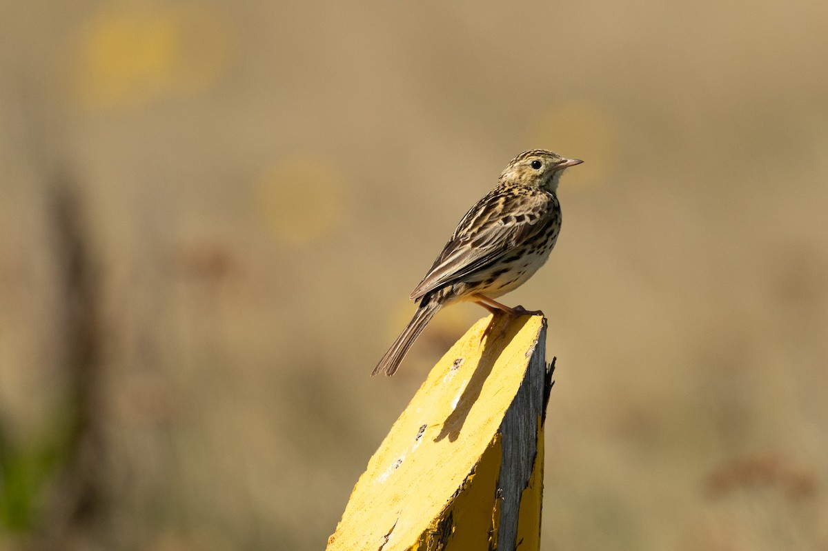 Correndera Pipit - ML518598251