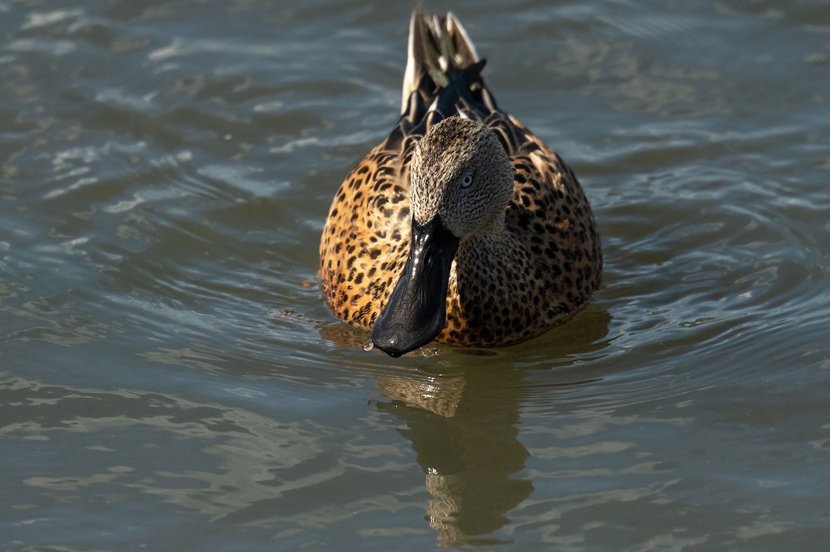 lžičák tečkovaný - ML518598351