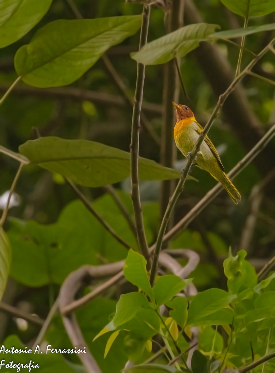 Rufous-headed Tanager - ML51859931