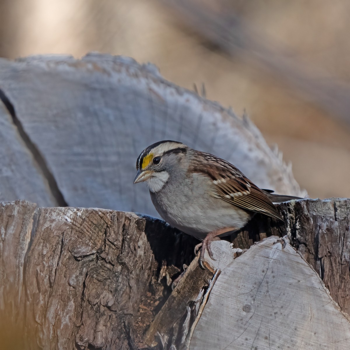 White-throated Sparrow - ML518599861