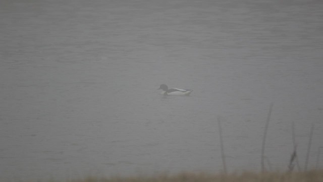 Common Shelduck - ML518600151