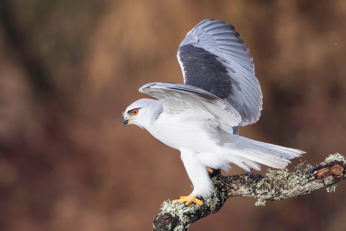 Black-winged Kite - ML518600681