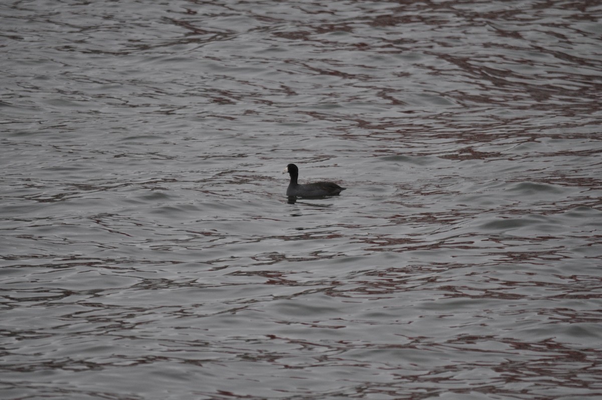 American Coot (Red-shielded) - ML518601861