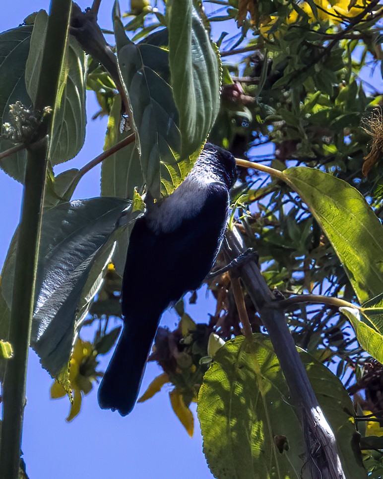 Abyssinian Catbird - ML518602301