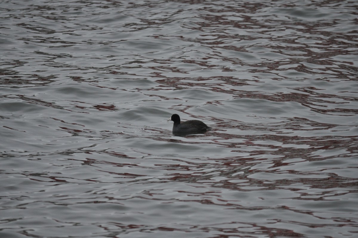 American Coot (Red-shielded) - Alison Daly