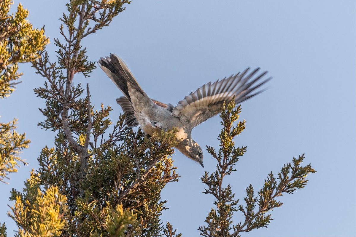 Townsend's Solitaire - ML518602471