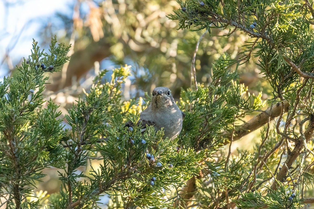 Townsend's Solitaire - ML518602481
