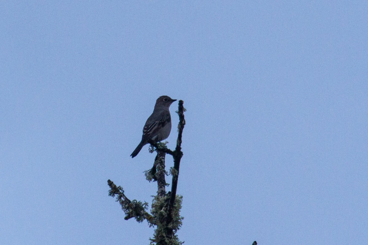 Townsend's Solitaire - Craig Tumer