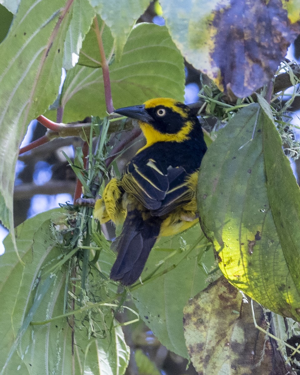 Baglafecht Weaver (Baglafecht) - ML518602611