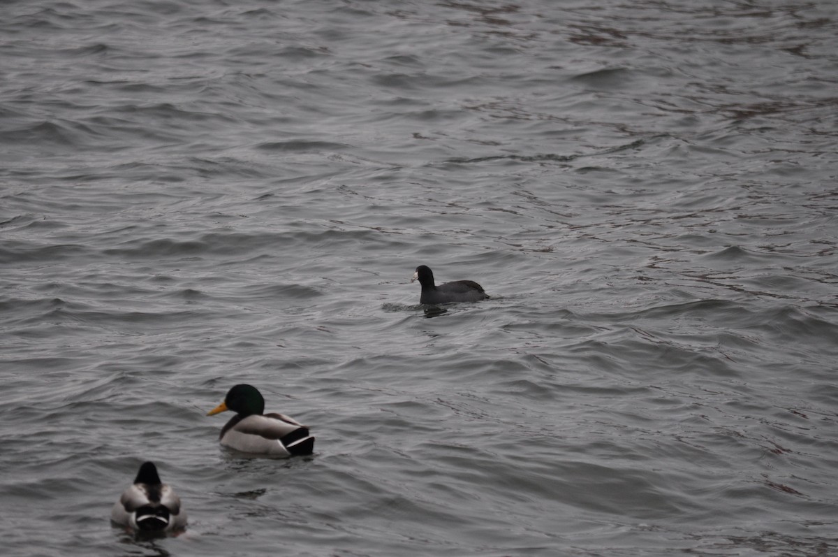 American Coot (Red-shielded) - ML518602841