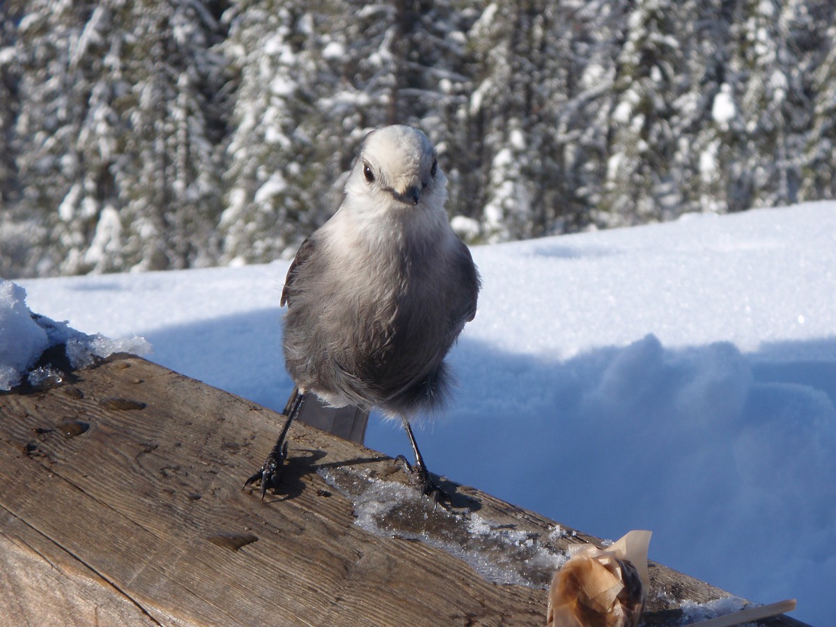 Canada Jay - ML51860471