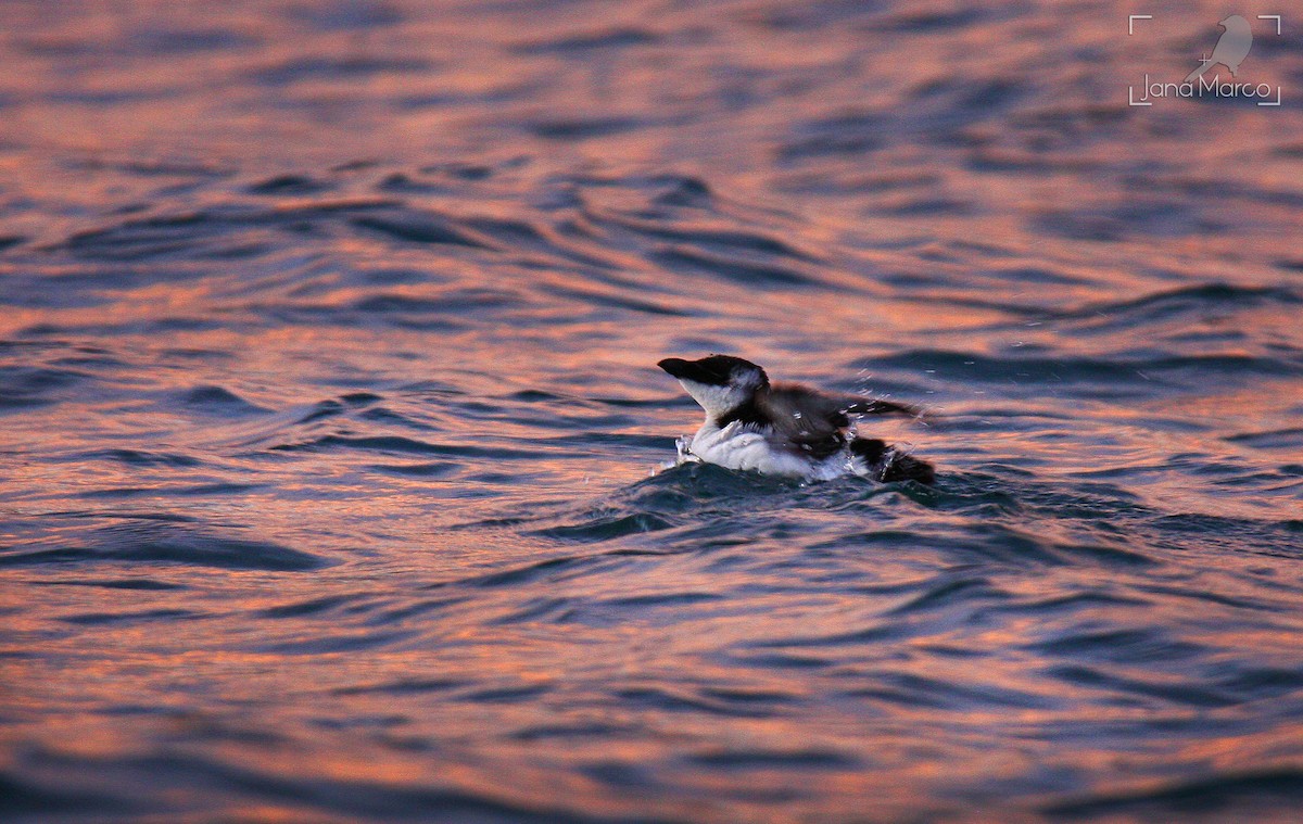 Razorbill - ML518604831