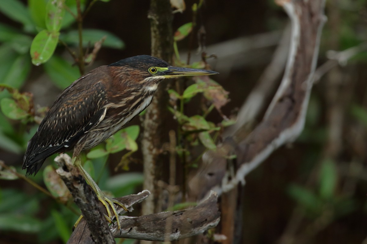 Green Heron - Zbigniew Swiacki