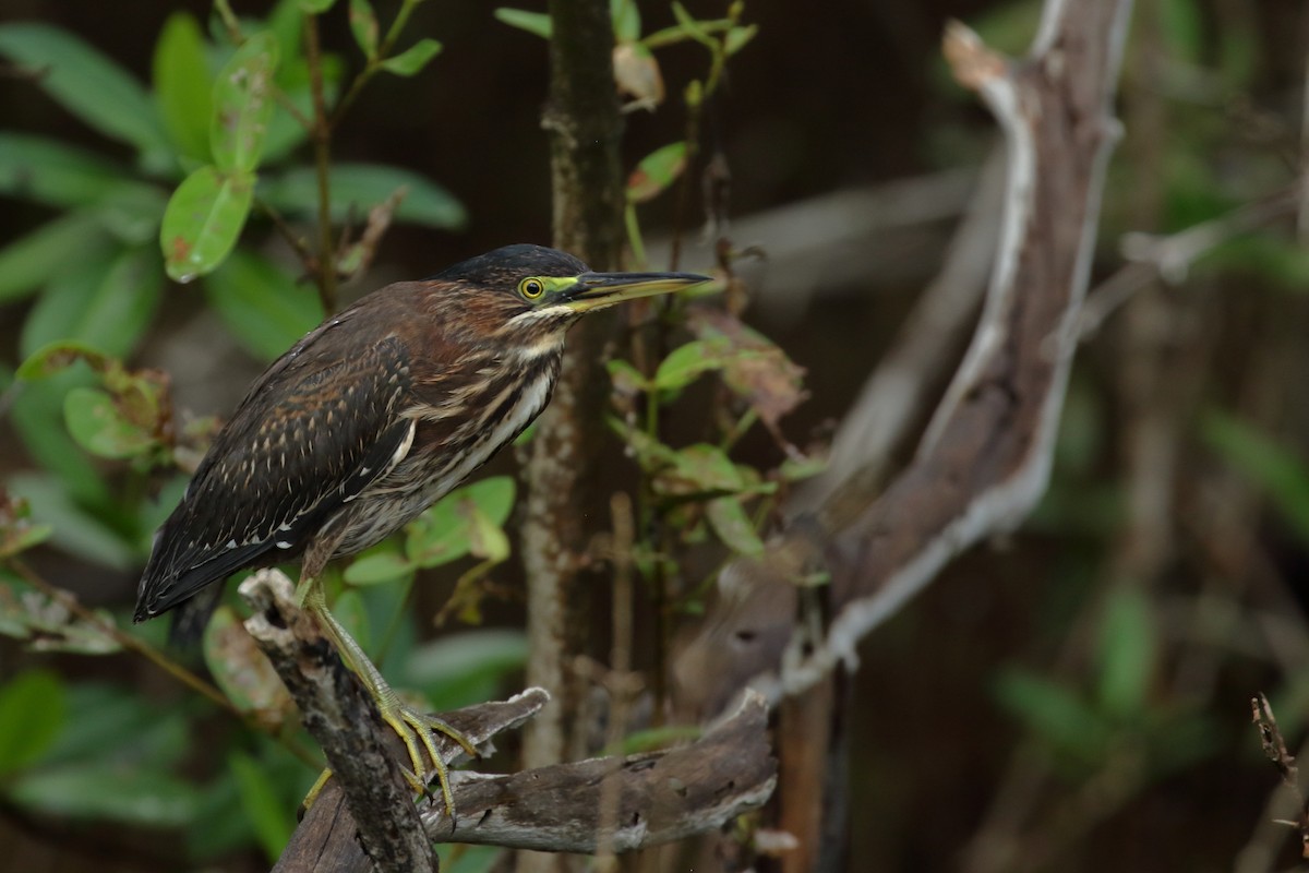 Green Heron - Zbigniew Swiacki