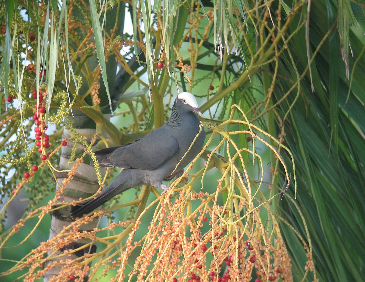 White-crowned Pigeon - ML518604971