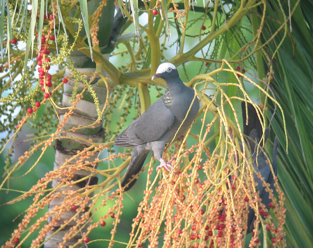 White-crowned Pigeon - ML518604981