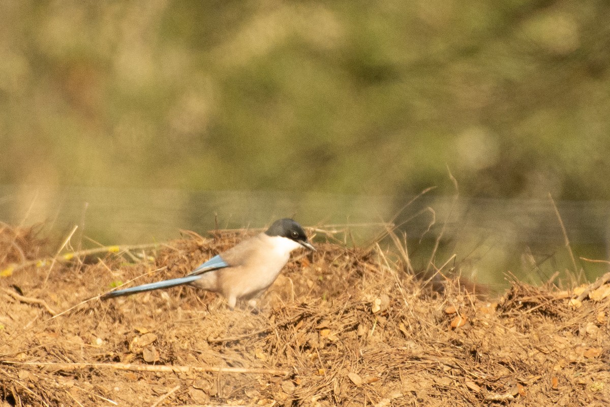 Iberian Magpie - ML518605331