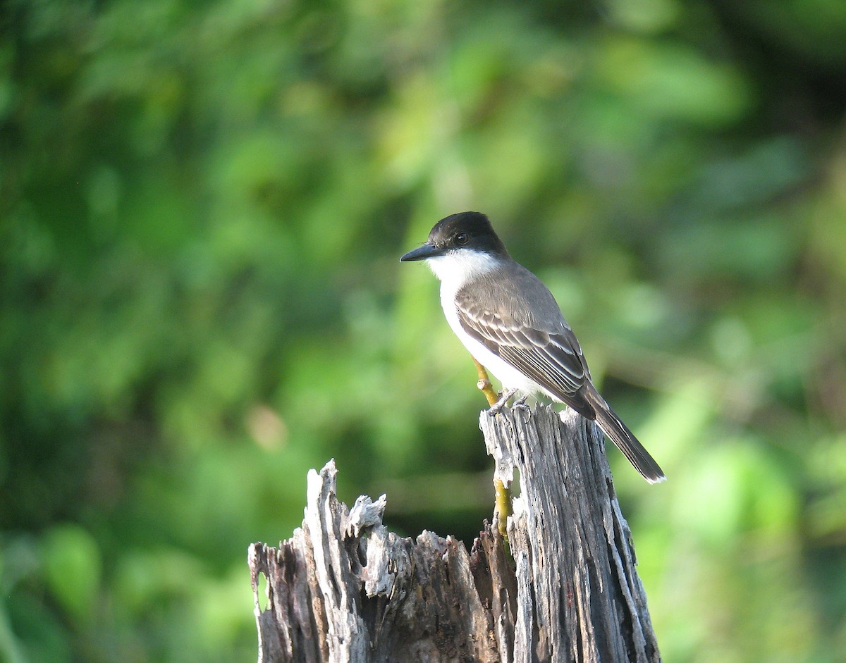 Loggerhead Kingbird - ML518605351